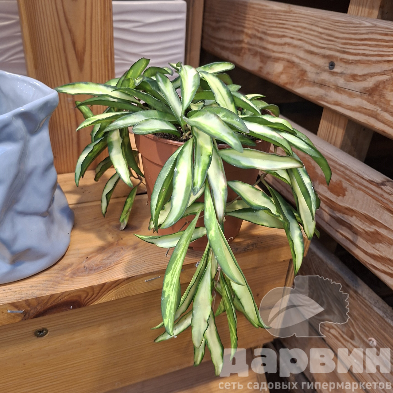 Хойя Вайети Триколор д12 WM