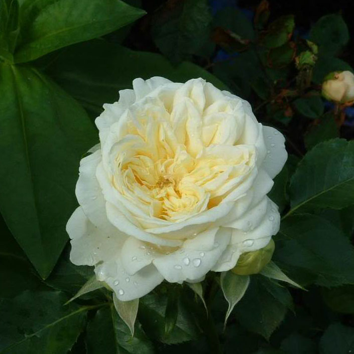 Роза чайно-гибридная КРАУН ПРИНЦЕСС МАРИ v7 Fr 