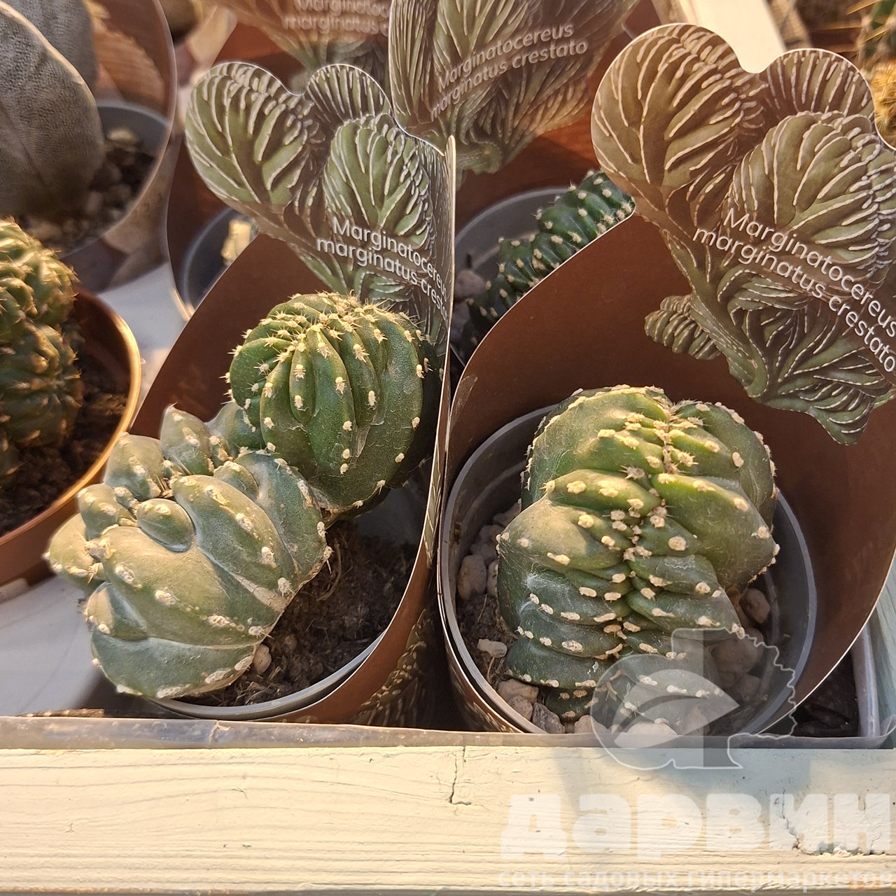 Маргинатоцереус Маргинатус d7 h8 