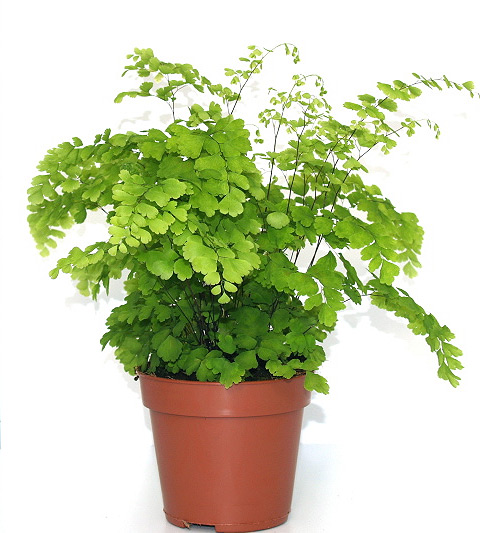 Адиантум Фрагранс d17 h35 