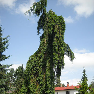 Растение пихта нордмандская Pendula C12 80-100 CM Tw5 по цене  Растение пихта нордмандская Pendula C12 80-100 CM Tw5