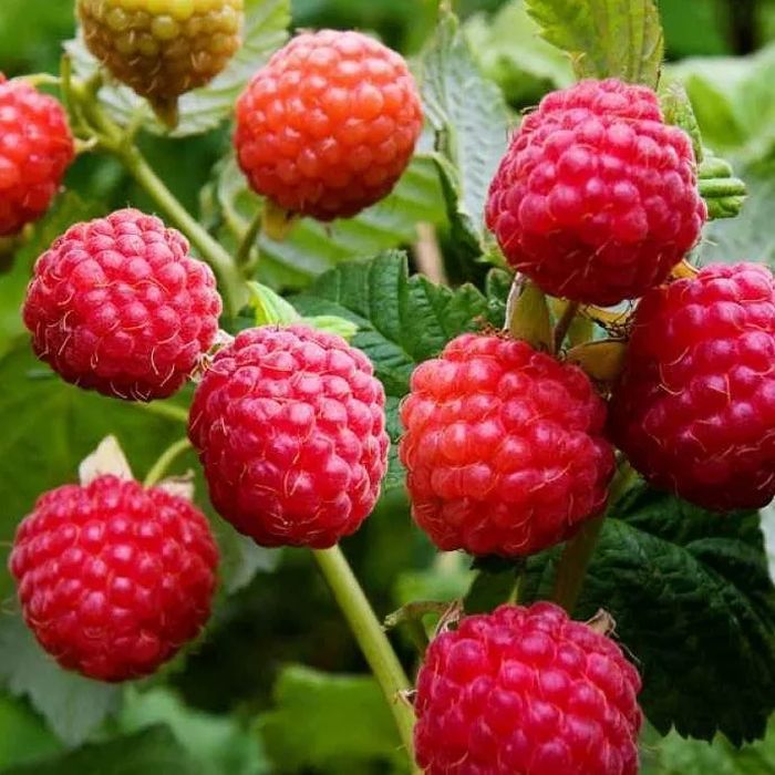 Малина Ровница красная v2 Tim 