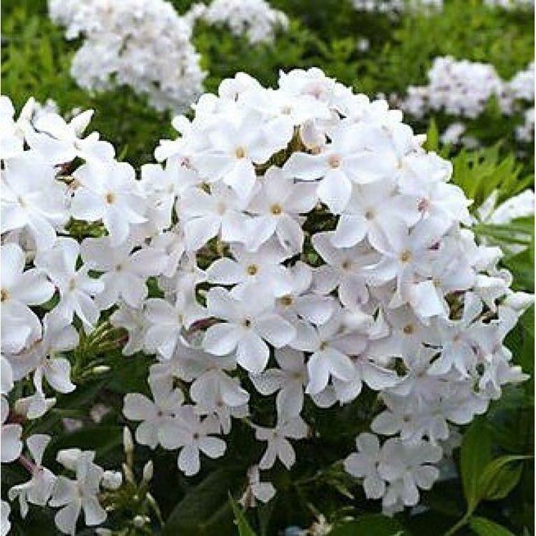 Флокс метельчатый Царевна-Лебедь d19 ETK 