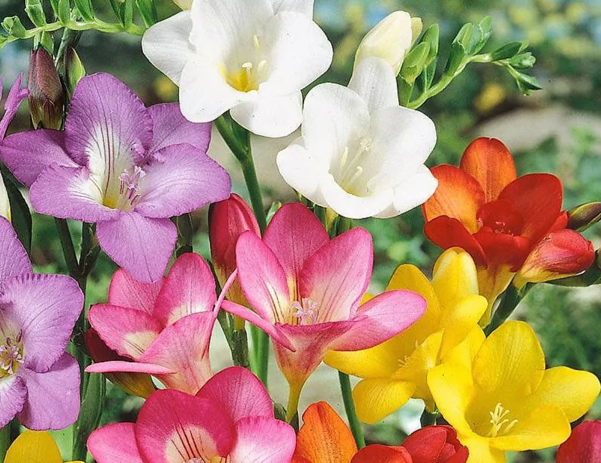 Луковица Фрезия гибридная  Cмесь окрасок  10шт. Поиск 