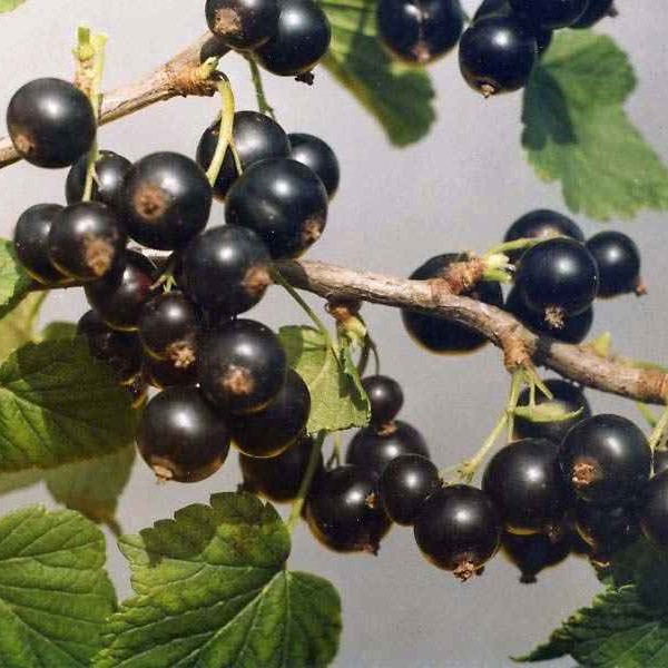 Смородина Велой (Ленинградская сладкая) черная v5 Tim 