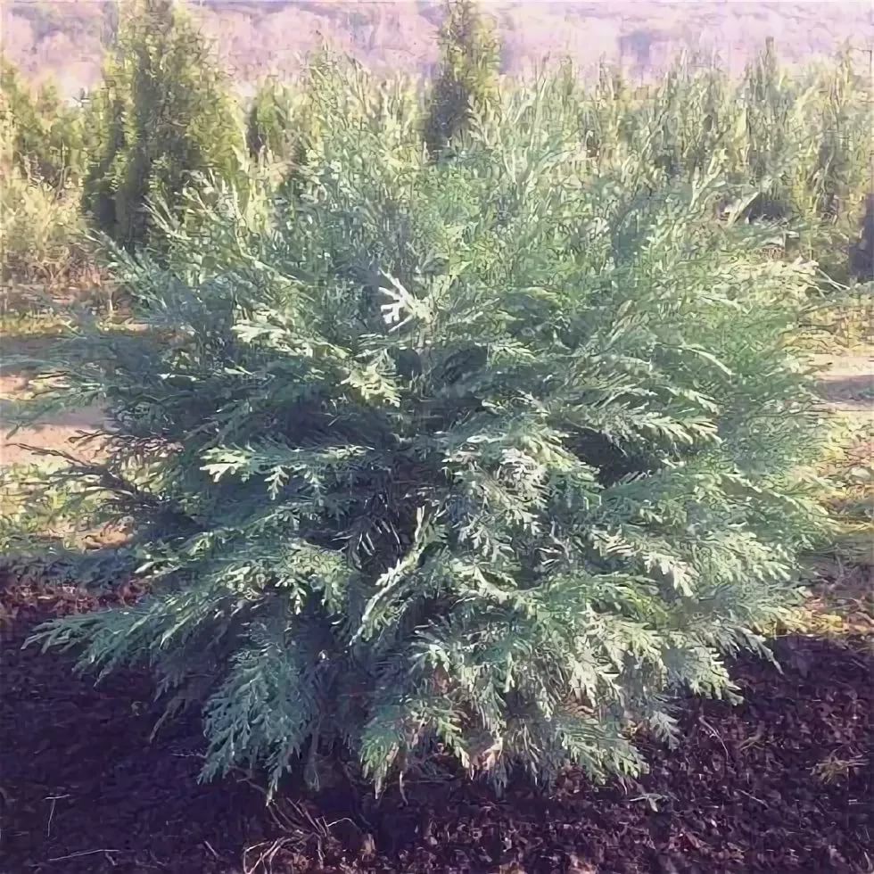 Кипарисовик лавсона Дикс Випинг 175-200 Mt 