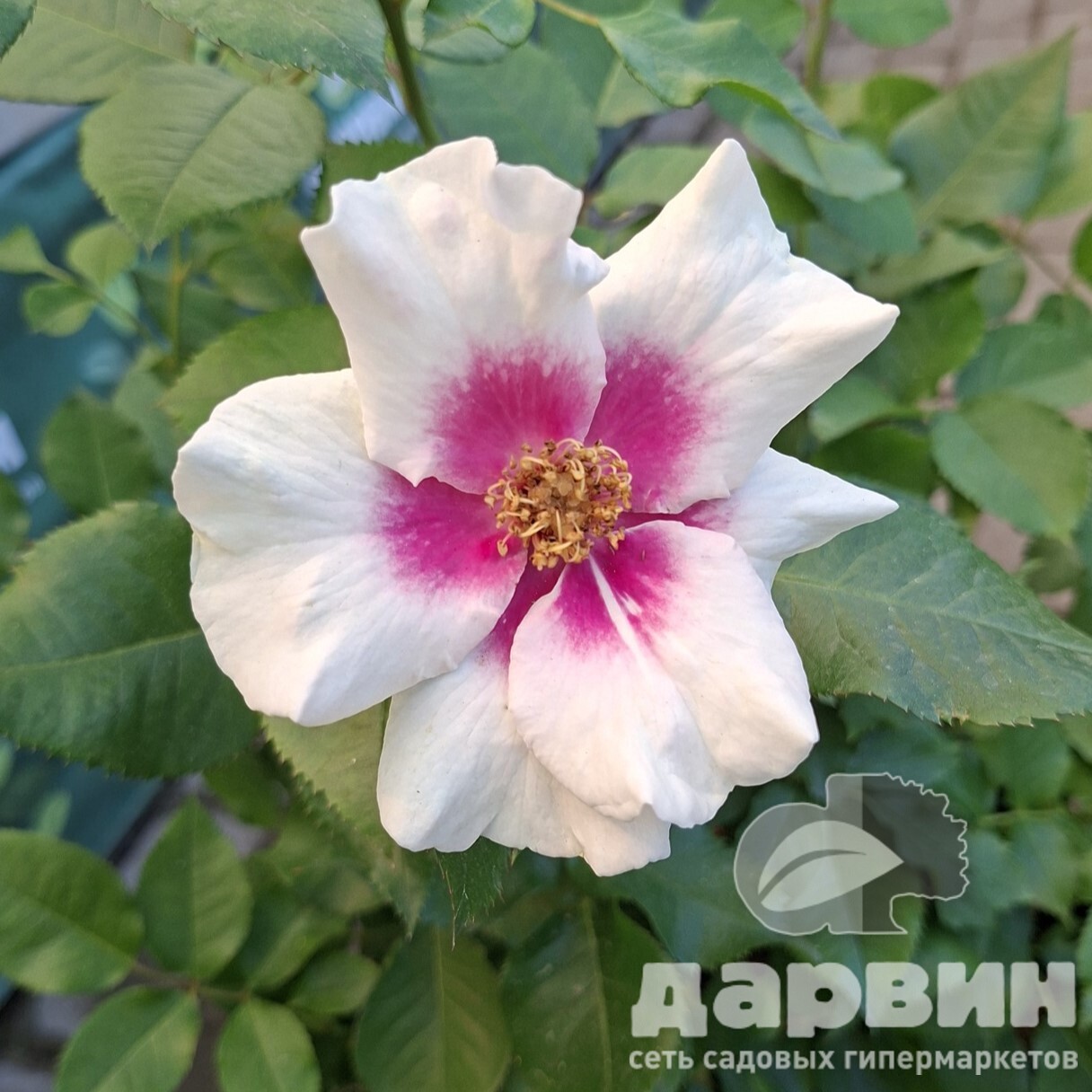 Роза гибрид р. персидской Си Ю Ин Пёрпл C7 YP 