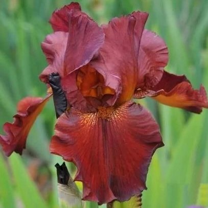 Ирис Форт Апач v2 Tim 