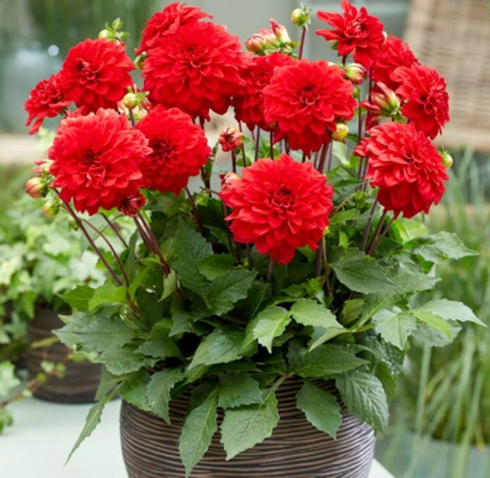 Клубень Георгина декоративная Гэллери Сингер 1шт. Поиск 