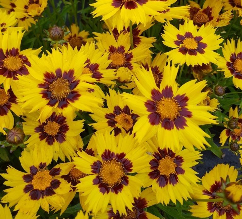 Кореопсис v3 Push 