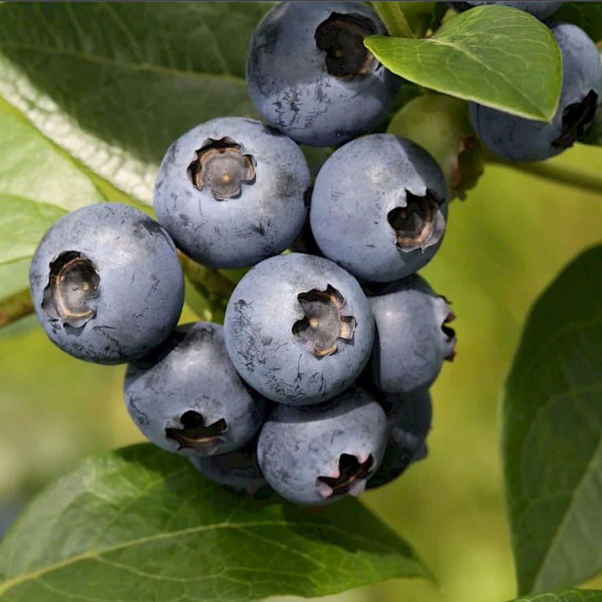 Голубика садовая Джорма p9 