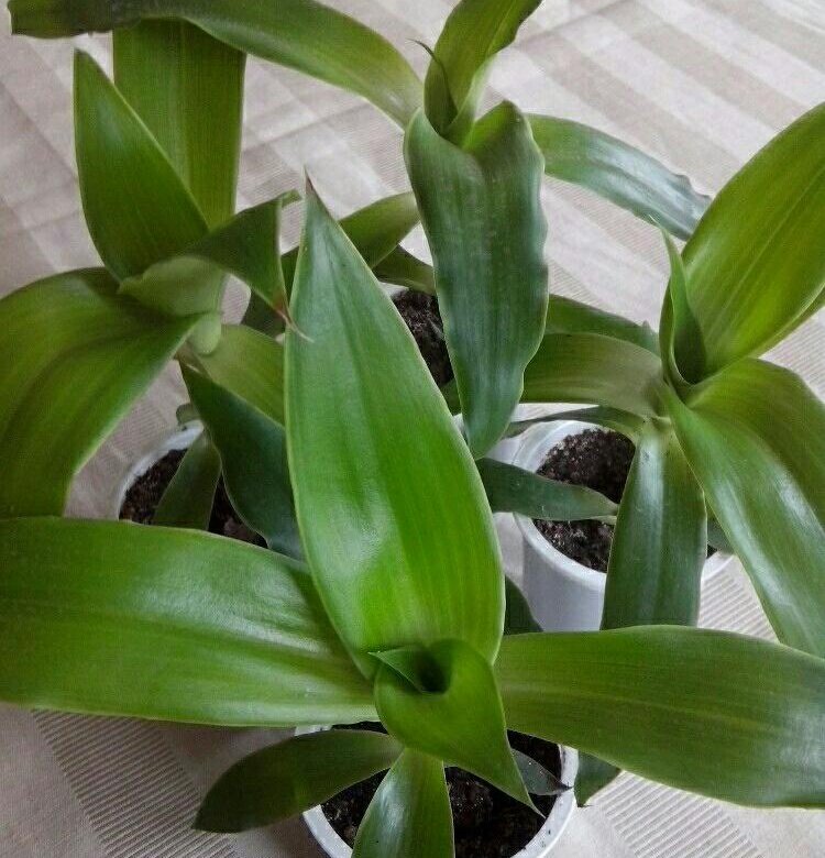 Каллизия душистая d12 Tim 