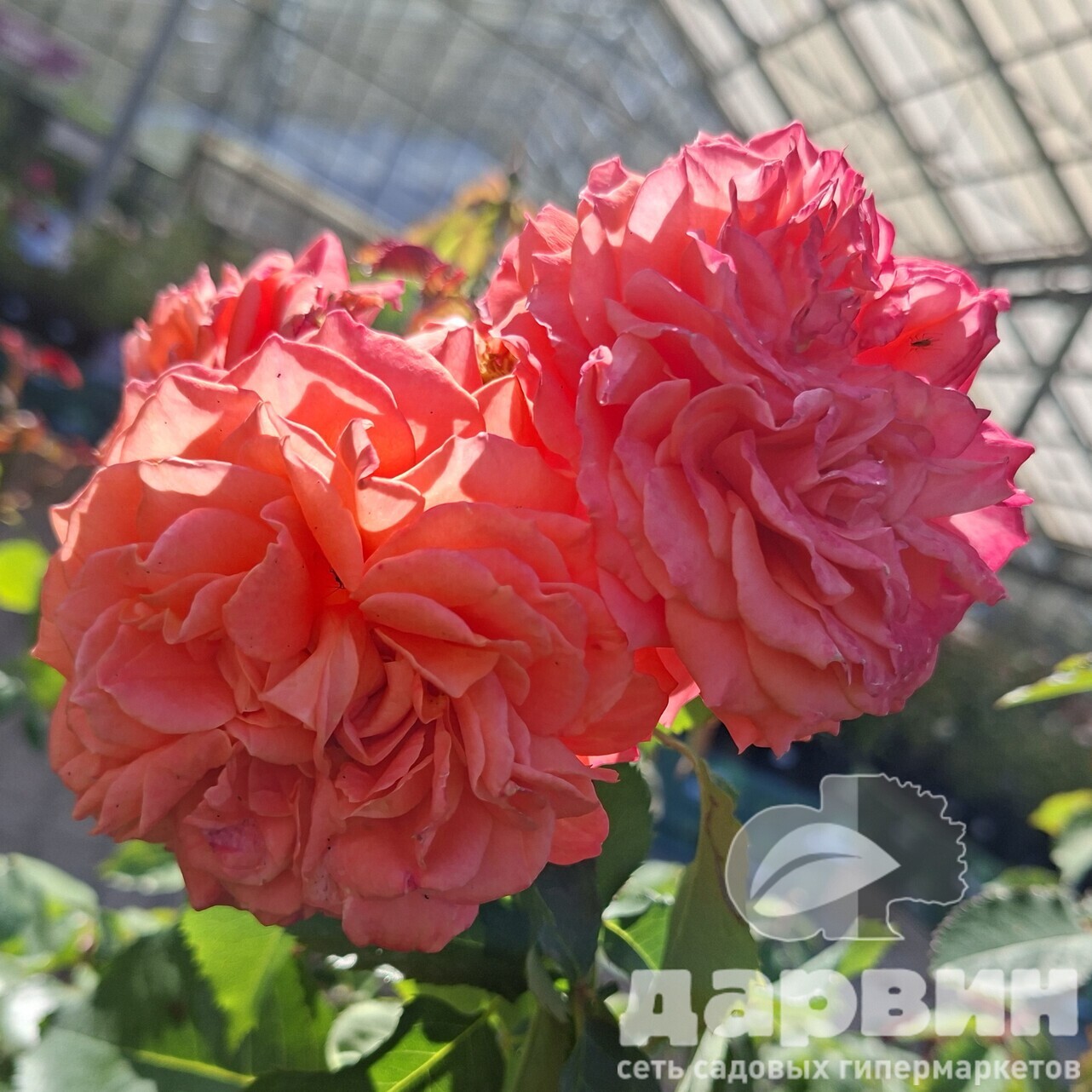 Роза парковая Эмельен Гийо v5 Lav 