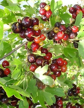 Смородина золотистая Шафак v2 ЦО 