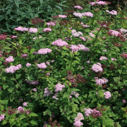 Спирея японская 'Литтл Принцесс' sol Н30-40 Д40-60 RB/С20 Tum 