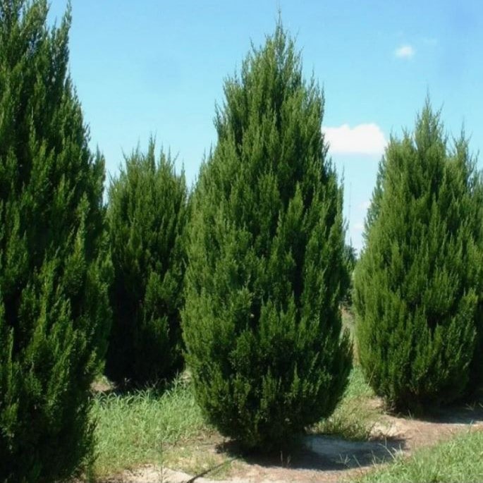 Можжевельник китайский Спартан  C7,5/10 100-120 Bor 
