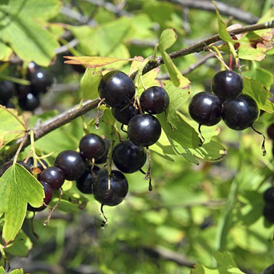 Смородина золотистая Валентина С10 40-60 ЦО 