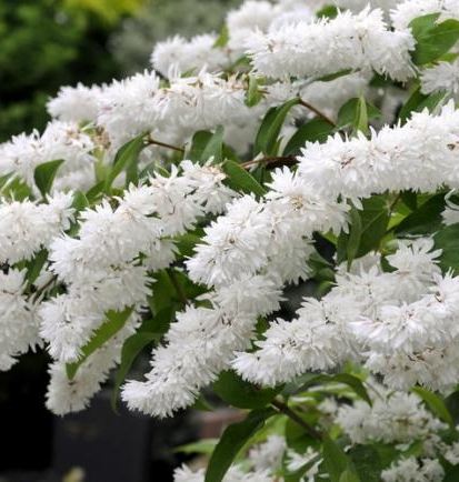 Дейция шершавая в ассортименте Р19/40-50 Tw 