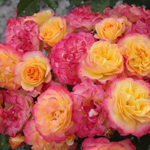 Роза шраб Ланлуст, c5 Tim 