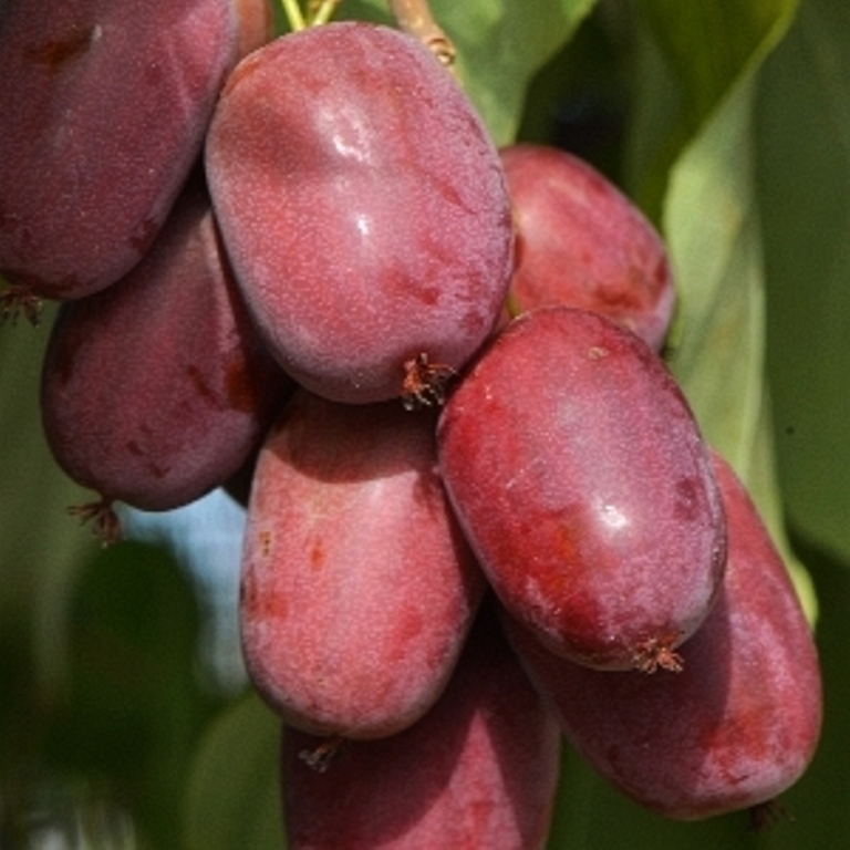 Актинидия аргута Пурпурная Садовая женская p9 Cl 