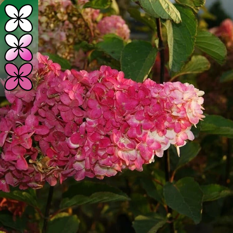 Гортензия метельчатая Фрайз Мелба v5 Tim 