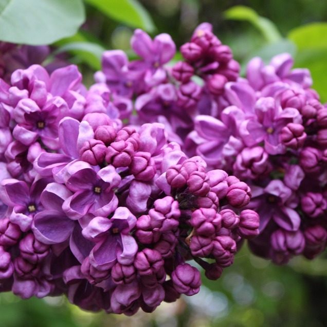 Сирень обыкновенная в асс. Р23 