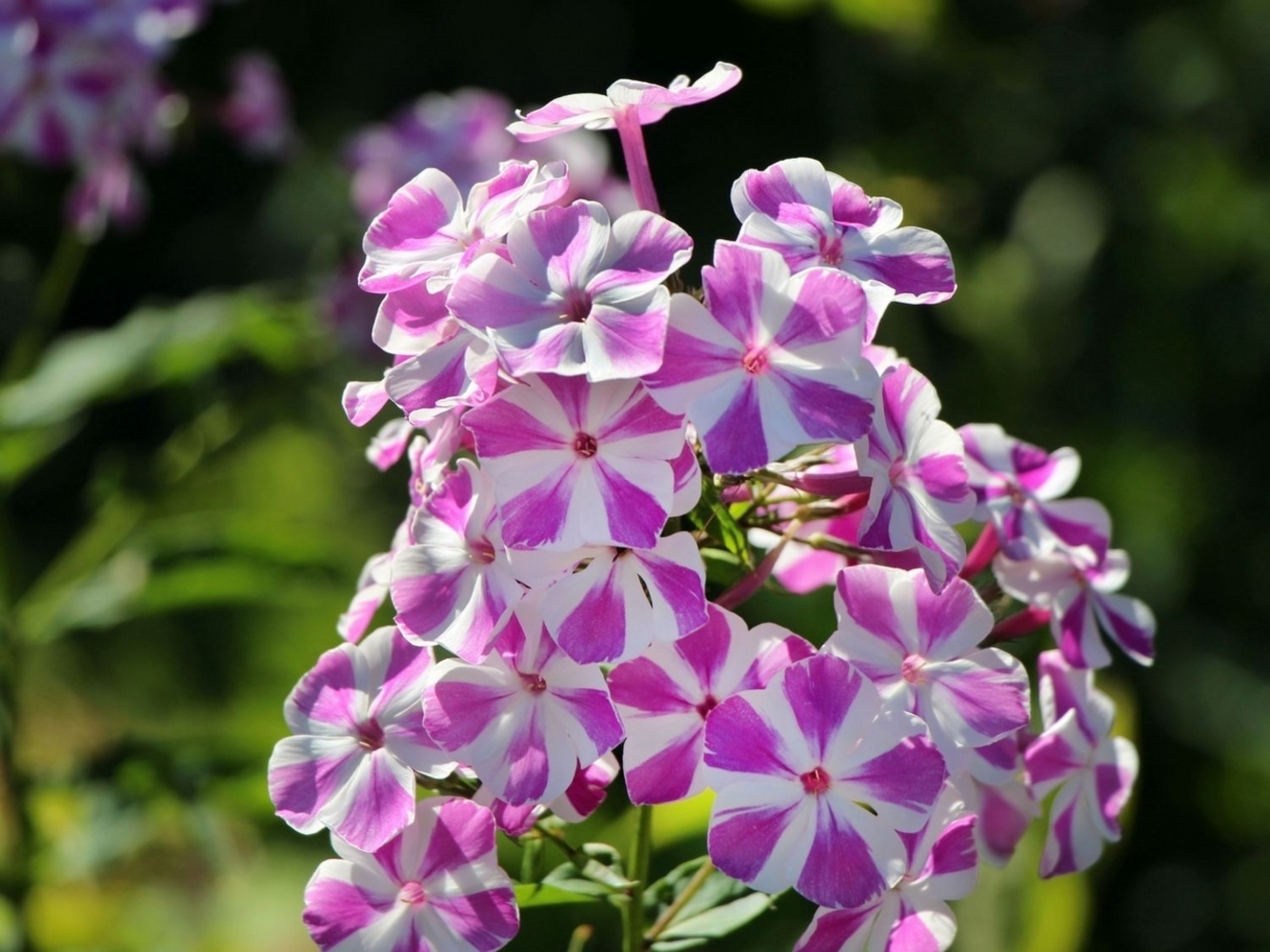 Флокс метельчатый Кенди Твист С2 ЦО 