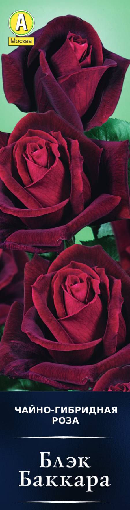 Роза чайно-гибридная Блэк Баккара в коробке Аэлита 