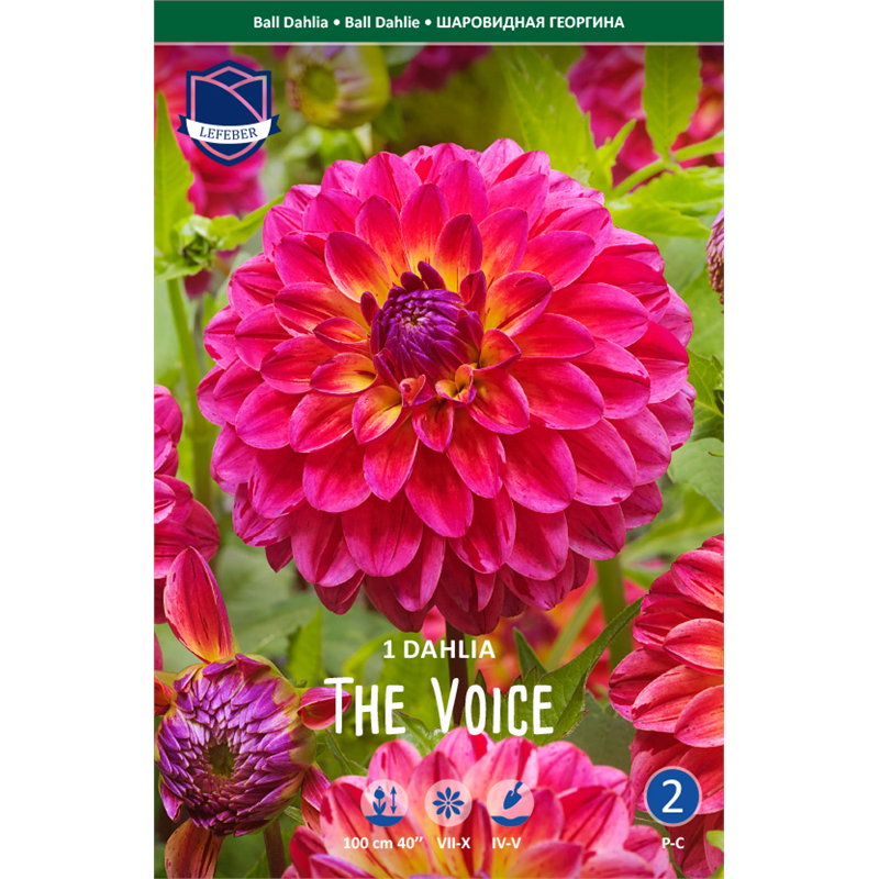 Клубень Георгина шаровидная Зе Войс I 1шт 