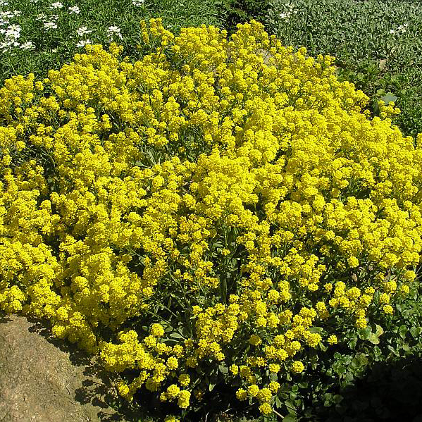 Алиссум Компактум Голдкугель р9 Sw 