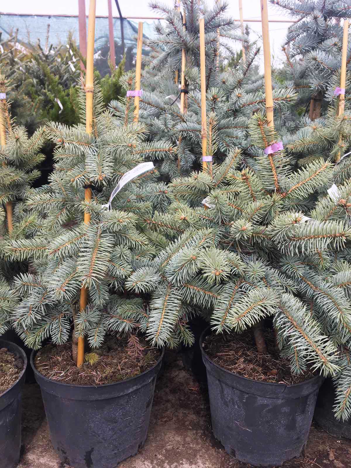 Ель колючая Костер v7,5 40-50 Tw 