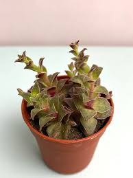 Крассула Эксилис Пиктурата d7 h8 