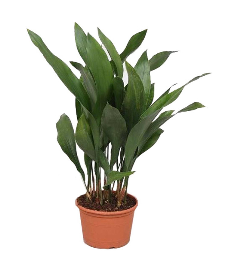 Аспидистра элатиор d17 h70 