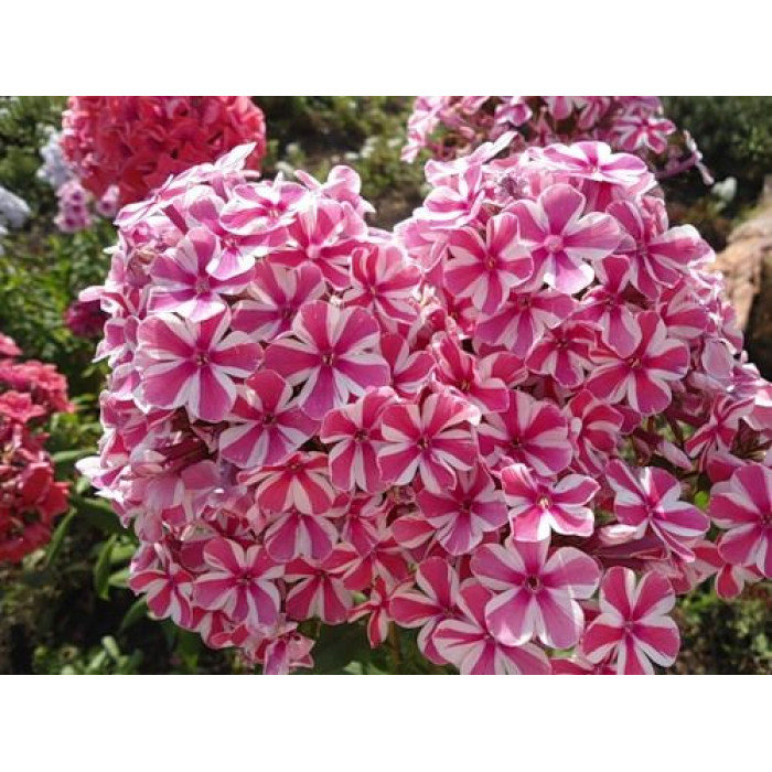 Флокс пятнистый Наташа С2 ЦО 