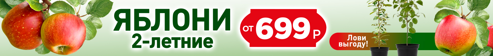 Яблоня от 699 руб