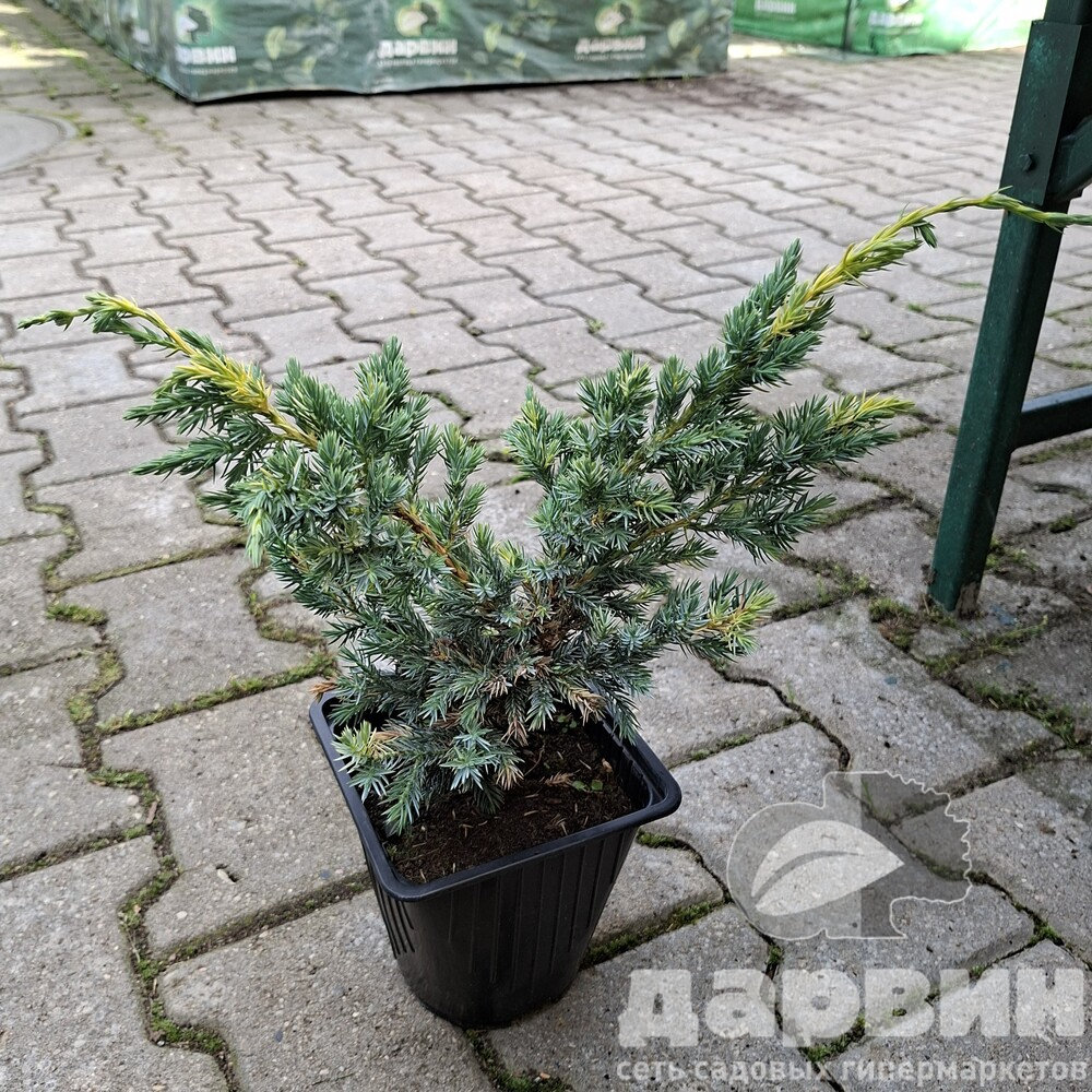 Можжевельник чешуйчатый Голден Флейм v2 Lav по цене  Можжевельник чешуйчатый Голден Флейм v2 Lav