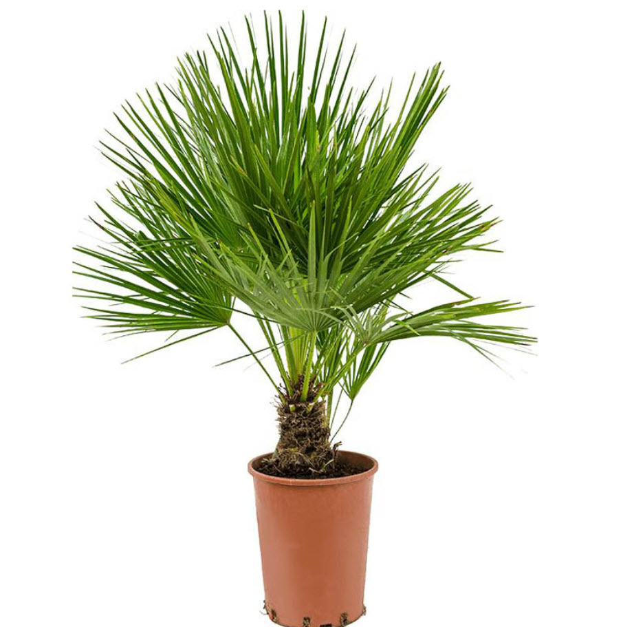 Хамеропс хумилис d15 h25 