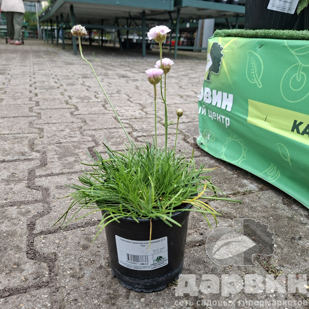 Армерия приморская Армада d12 Tim 