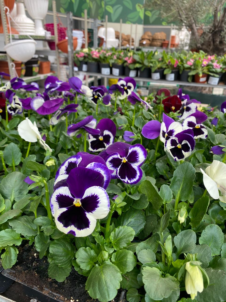 Виола микс Е4 bix 