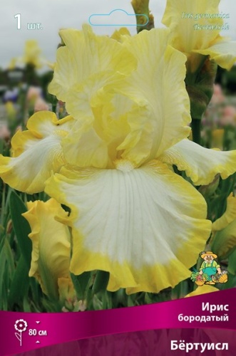 Кореневище Ирис бородатый Бёртуисл 1шт Поиск 