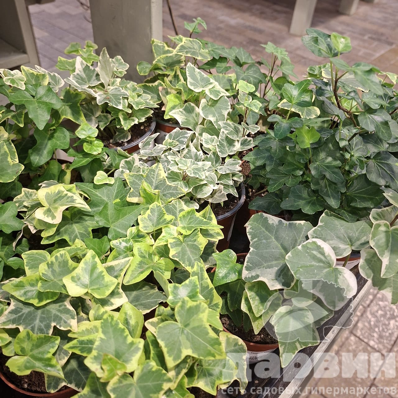 Хедера хеликс микс d8 h20 