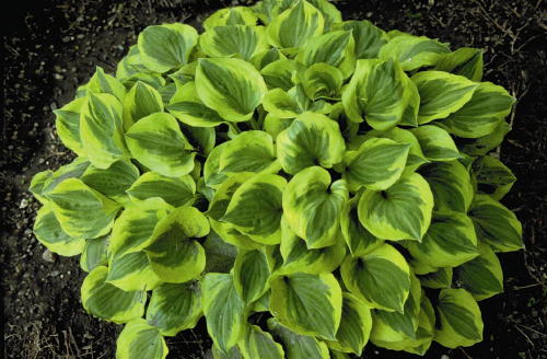 Хоста Гранд Тиара v2 