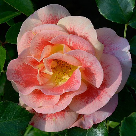 Роза флорибунда Эирбраш v5 Dem 