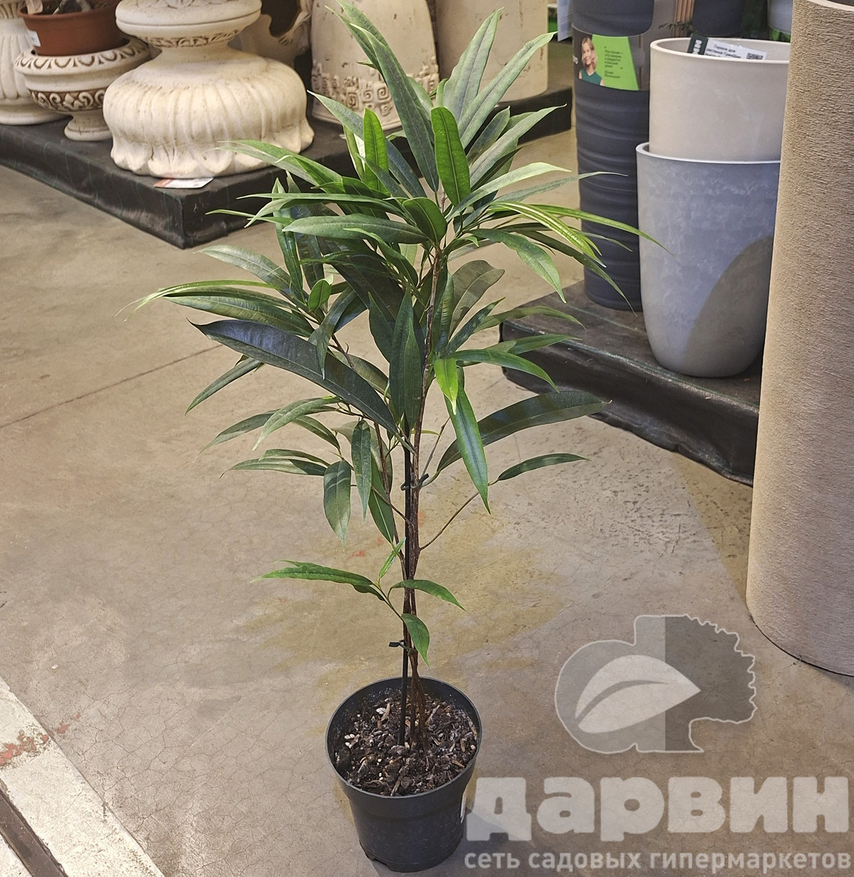 Фикус Амстел Кинг d17 h80 