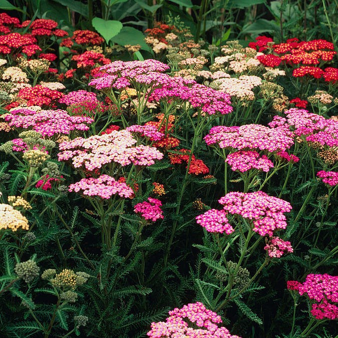 Тысячелистник Саммер Пастель d12 ХР 