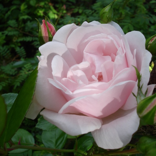 Роза флорибунда Айспринцессен, c5 Tim 