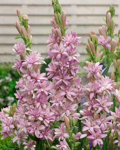 Корневище Полиантес тубероза Сенсейшн 12/14 3 шт 