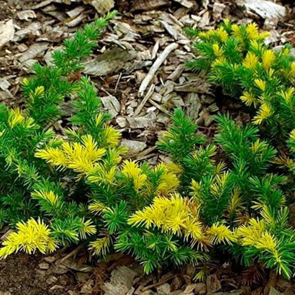 Можжевельник прибрежный Голден Вингс v2 Tim 