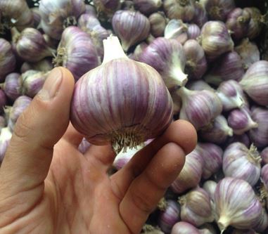 Чеснок Любаша