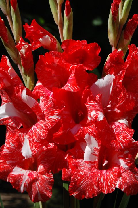 Луковица Гладиолус  Зизани 14/16  10 шт/уп 